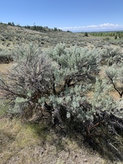 Artemisia tridentata tridentata