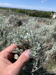 Artemisia tridentata tridentata