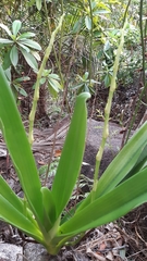 Angraecum eburneum