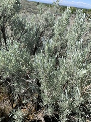 Artemisia tridentata tridentata