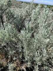 Artemisia tridentata tridentata
