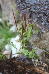 Epilobium gemmascens