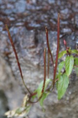 Epilobium gemmascens