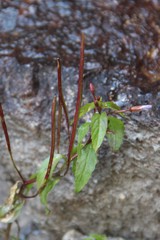 Epilobium gemmascens