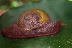 Helicarionidae