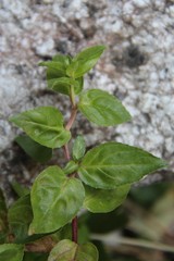 Epilobium gemmascens