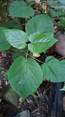 Clerodendrum speciosissimum