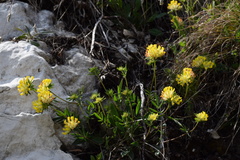 Anthyllis vulneraria polyphylla