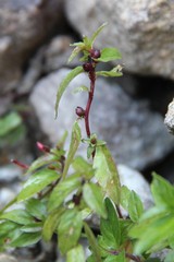 Epilobium gemmascens