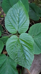 Clerodendrum speciosissimum