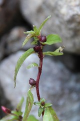 Epilobium gemmascens