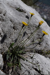 Leontodon tenuiflorus