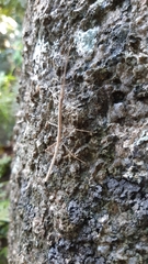 Carausius sechellensis