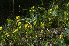 Cytisus emeriflorus
