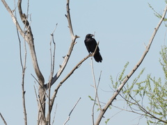 Corvus corax