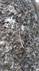 Carausius sechellensis