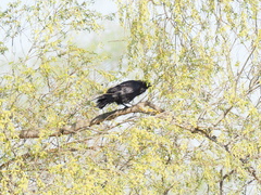 Corvus corax