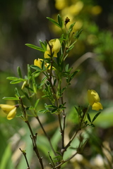 Cytisus emeriflorus