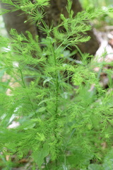 Asparagus tenuifolius