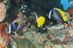 Heniochus singularius