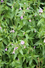 Epilobium gemmascens