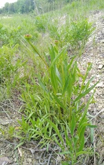 Echinacea paradoxa paradoxa