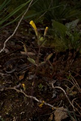 Erythranthe pulsiferae