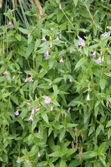 Epilobium gemmascens
