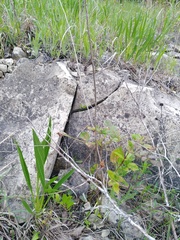 Echinacea paradoxa paradoxa