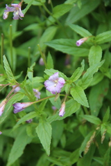 Epilobium gemmascens