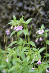 Epilobium gemmascens