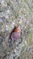 Nesiocerastus praslinus