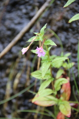 Epilobium gemmascens