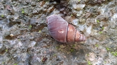 Nesiocerastus praslinus