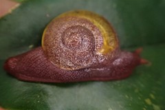 Helicarionidae