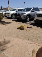 Kroenleinia grusonii