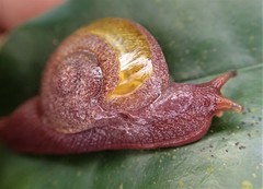 Helicarionidae