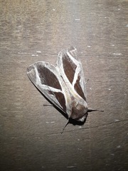 Calyptis iter