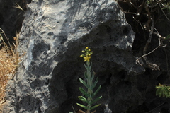 Hypericum lanuginosum