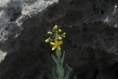 Hypericum lanuginosum