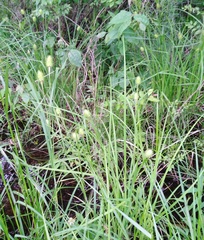 Carex typhina