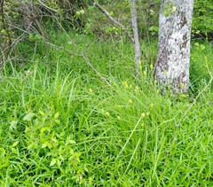 Carex typhina