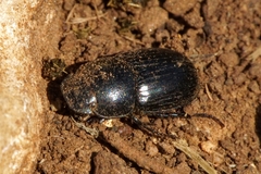 Acrossus luridus