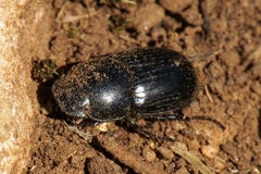 Acrossus luridus
