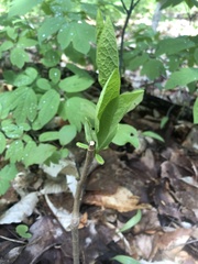 Dirca palustris