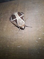 Calyptis iter