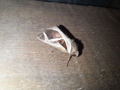 Calyptis iter