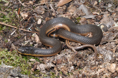 Liodytes rigida sinicola