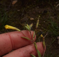 Erythranthe pulsiferae