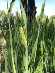 Phalaris caroliniana